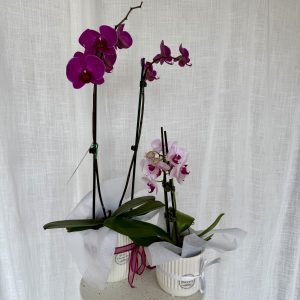 Potted Orchid