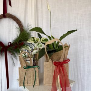 Plant in a Gift Bag