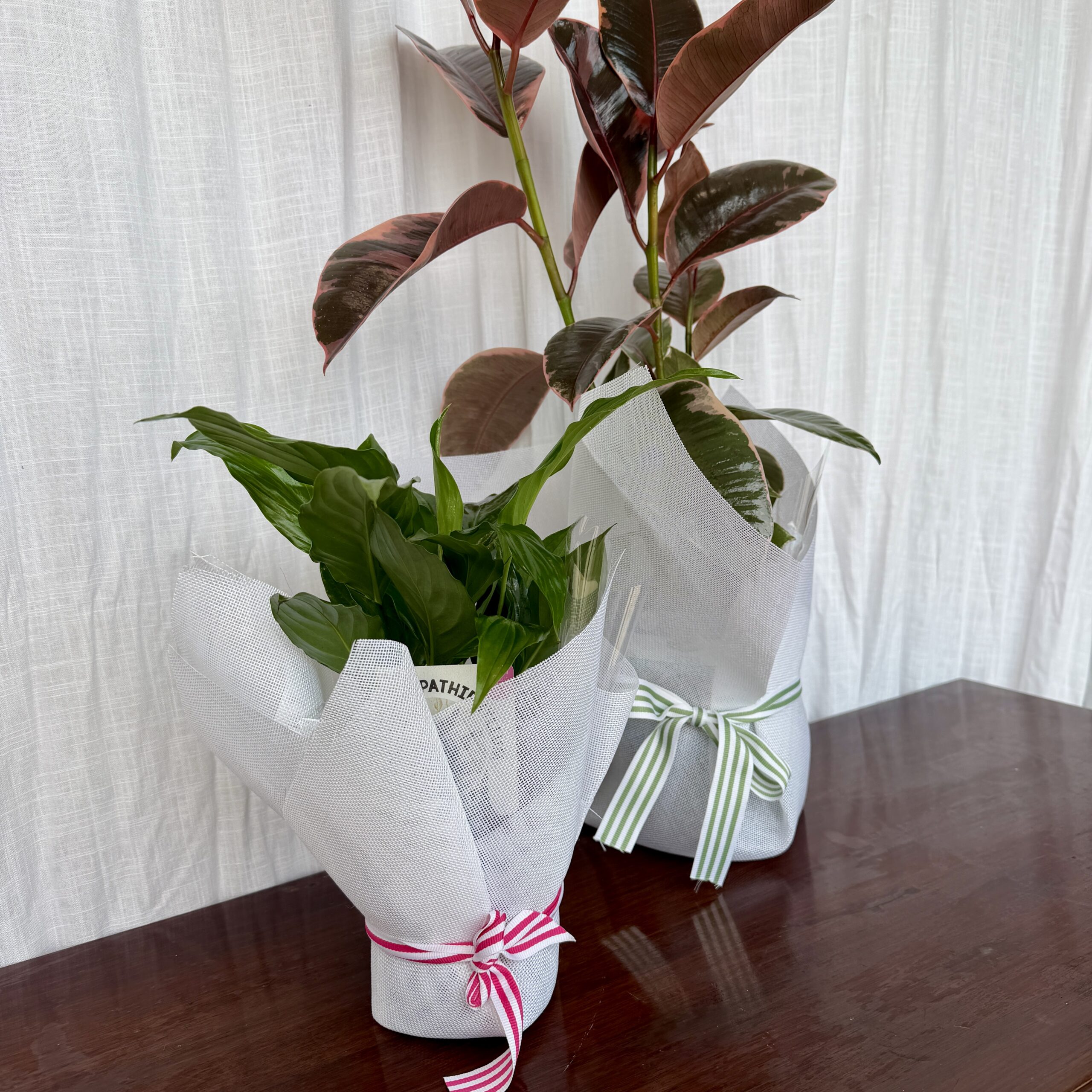 Thriving Plant - Image 2