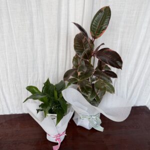 Thriving Plant