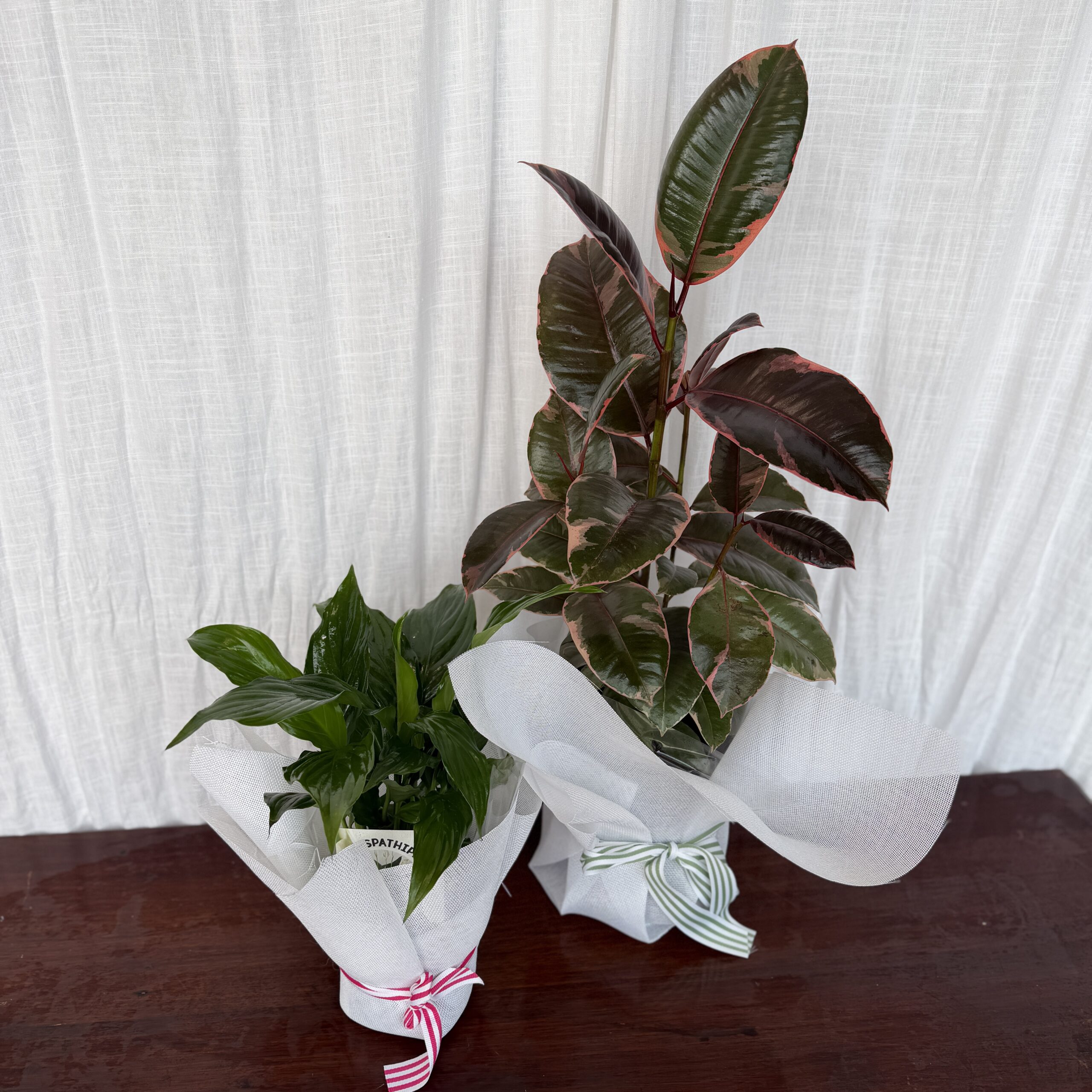 Thriving Plant