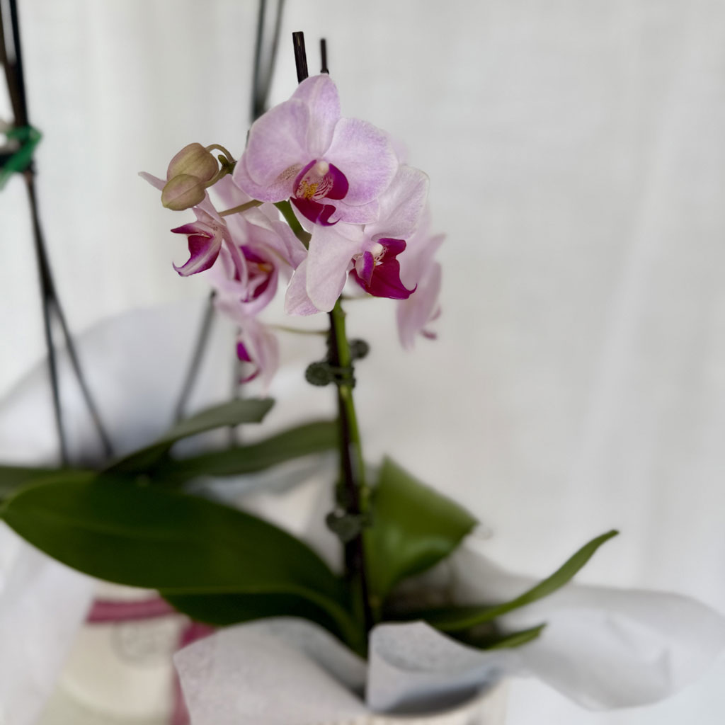 Indoor plants available at She Bloomed florist in O’Halloran Hill